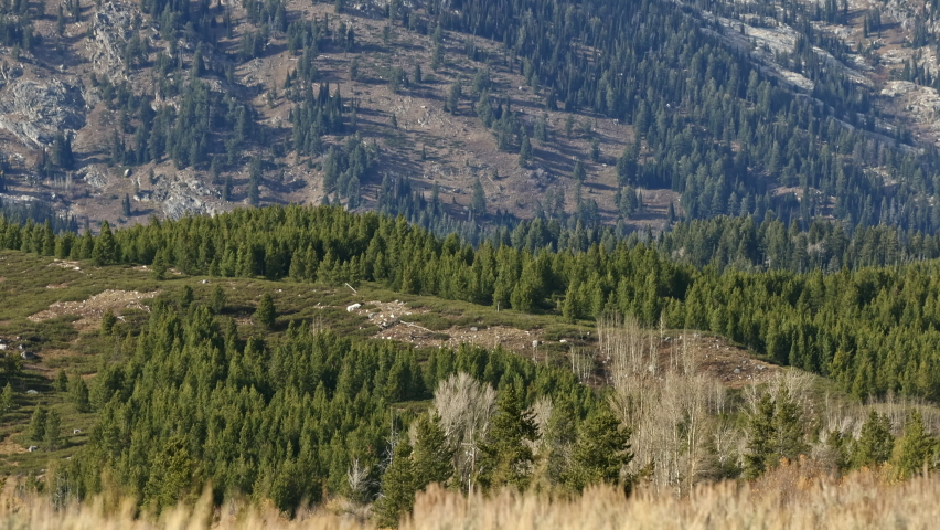 Forest at the base of the Tetons looking up towards the top viewing snow capped mountaintops.
