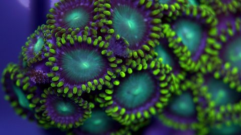 Zoanthus coral and feather duster worms macro opening time lapse