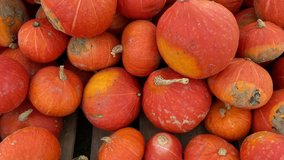 Potimarron Red kuri squash fruits Background