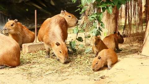 Capybara  family  eating grass  , outdoor  Chiangmai Thailand