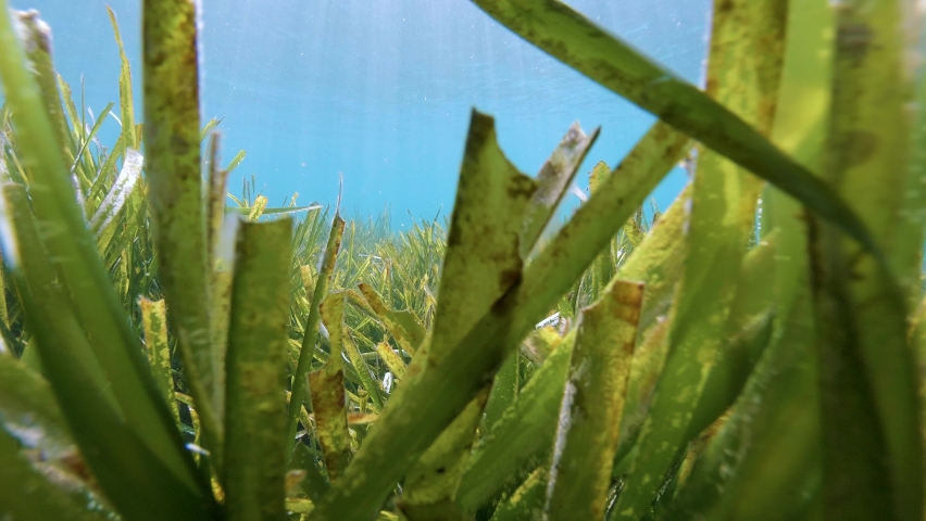 Neptune sea grass underwater, Posidonia Oceanica, Mediterranean sea, France | Shutterstock HD Video #1061352793