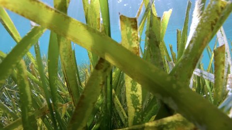 Neptune sea grass underwater, Posidonia Oceanica, Mediterranean sea, France