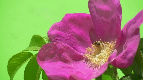 Bee Is Pollinating Violet, Purple Flower, Rosa, Macro,Sunshine, slow motion,green background,chromakey, Chroma Key, Alfa, summer day, outdoors, studio