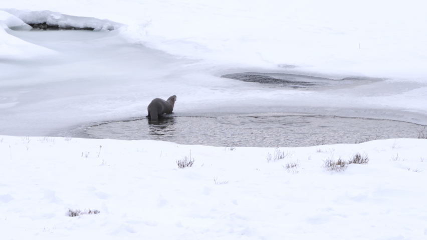 winter rear view of a river otter eating a trout at yellowstone national park in wyoming, usa