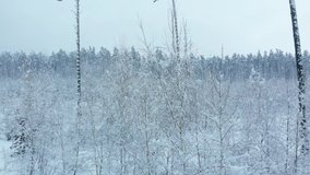Aerial background high above winter snow covered trees in snowy forest. Young forest in foreground. Winter forest covered with snow view from above, aerial view. Flying camera 4K footage.