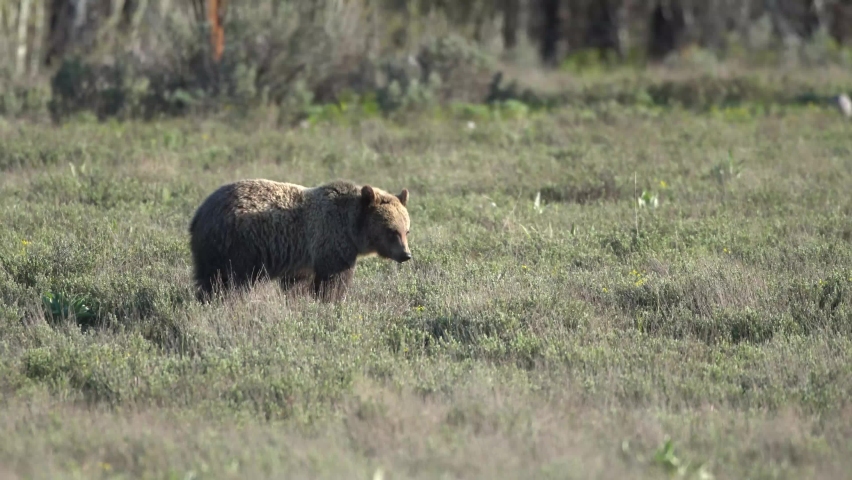 Standing Grizzly - A subadult (2 years old) grizzly bear twin stands to get a better view of potential dangers or threats. Grand Teton National Park, Wyoming.  Royalty-Free Stock Footage #1061354830