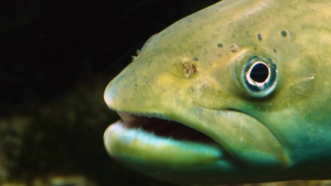 Close up of trout underwater swimming slowly