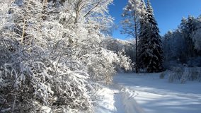 Slow motion video of walking through Siberian winter  forest under the snow. Novosibirsk, Siberia, Russia
