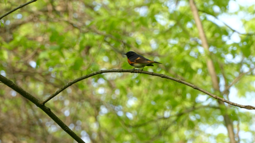 American Redstart bird resting on thin branch in sunny forest before take off