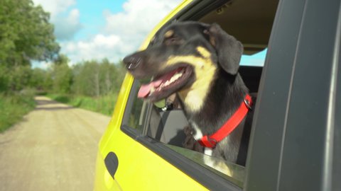 A happy mixed breed dog is smiling with her tongue hanging out and she sticks her head out the family car window while driving down the country road.