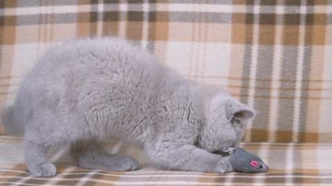 Purebred British shorthair cat. cat smoky colour. small cute kitten playing with a toy mouse. funny behavior of Pets.