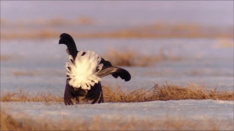 The black grouse (Lat. Lyrurus tetrix) is a common bird of the pheasant family that lives in the forest, forest-steppe and partially steppe zones of Eurasia. Object of hunting.