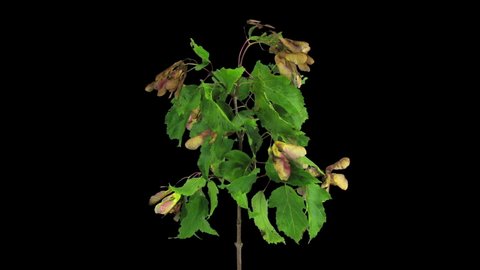 Time-lapse of drying Acer tree leaves  isolated on black background
