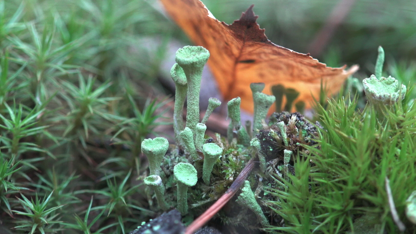 Moss growing in a clearing in summer forest around stump looks like alien houses and fantastic mushrooms. Macro view plant in wildlife