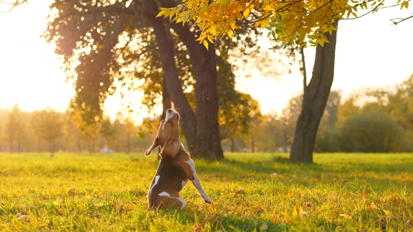 Dog jump up to tree branch but can't reach it, sit down and bark up. Sunny evening at yellow autumn park. Beagle make single attempt to take down toy hidden in tree leaves Royalty-Free Stock Footage #1061375737