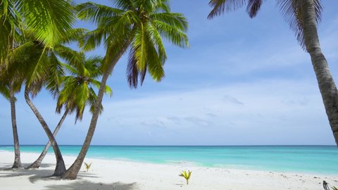 Tropical beach white sand, turquoise Caribbean Sea, and big palm trees. Travel on paradise island / Palms isolated on the Atlantic ocean. Beach and sea and sky. Sunset on the beautiful beach.