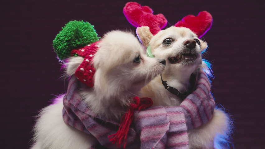 two lap dog chihuahua and pomeranien friend in christmas costume sit together with casual and relax wear winter sweater cloth with dark background