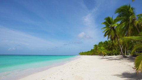 Palm and tropical beach. Blue sky and sea and white sand beach and palm trees. Caribbean Sea background.