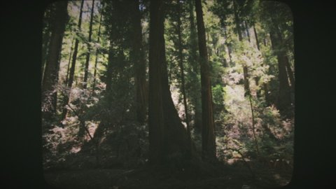 Tall redwood trees of Muir Woods in Northern California, USA. Vintage Film Look.