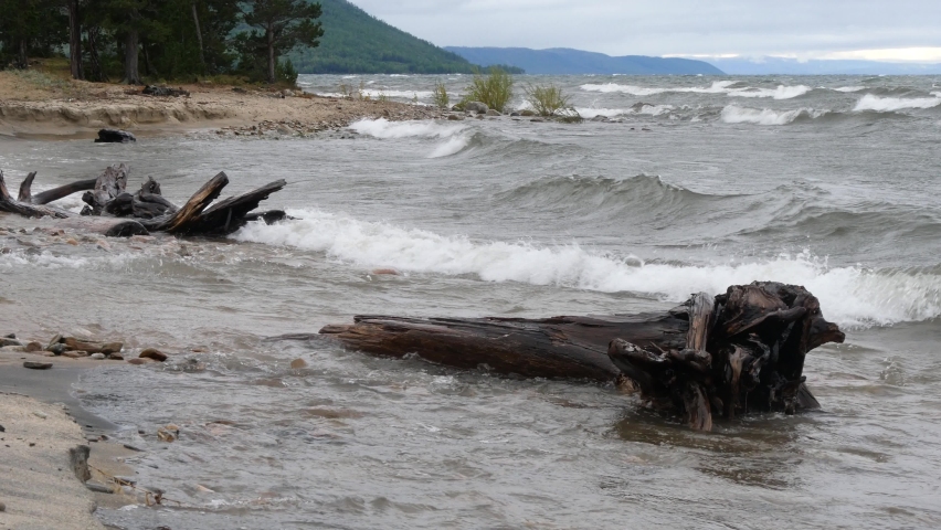 The beach of lake Baikal with a snags in the foreground on inclement weather during a storm 

on a cloudy windy autumn day.