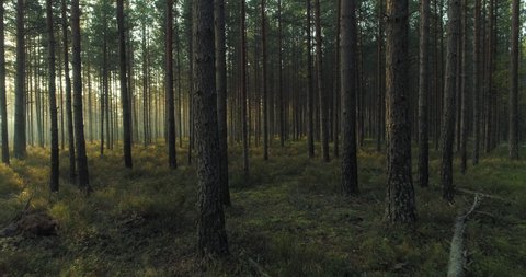 Moving between pine trees in forest in early summer morning at sunrise