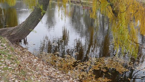 A pond with fallen yellow leaves by the shore and a weeping willow bent over the lake.