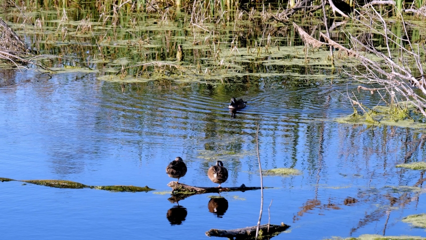 Blue-winged Teal ducks, Spatula discors, on the blue water of a small pond in Texas on a sunny afternoon. Two birds standing on a log and one bird swimming.