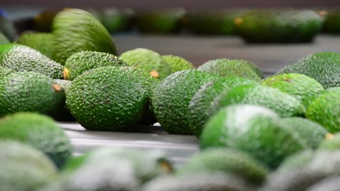 Avocado fruit rolling in linepack industry