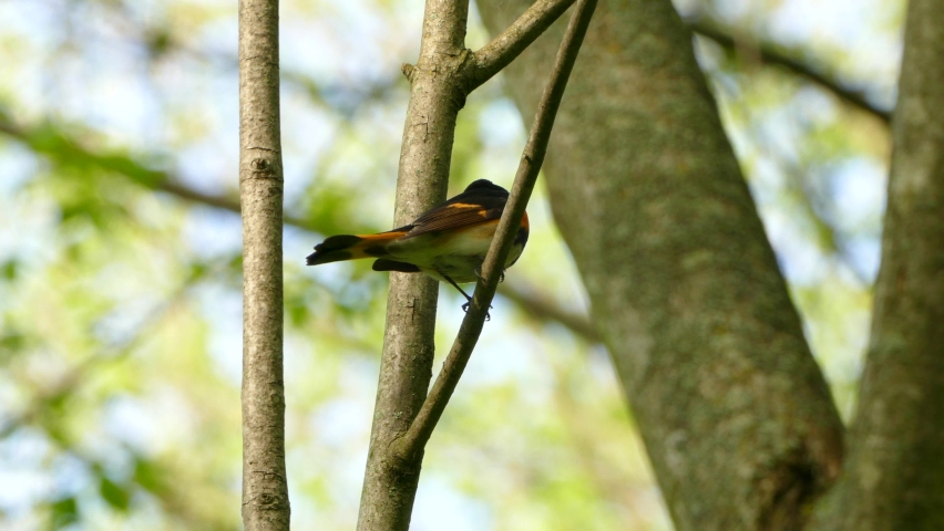 Close up of American redstart on branch singing to attract mates and flies away