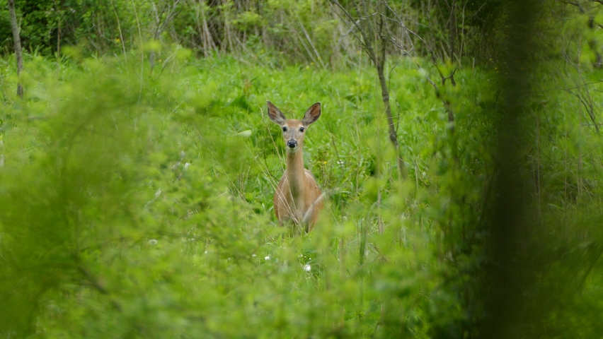 Female white-tailed deer stands in a meadow looking around anxiously and runs away.