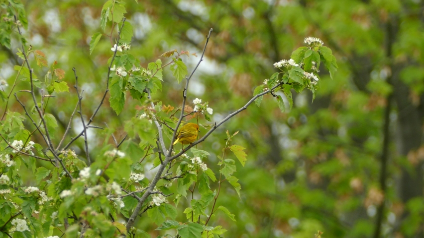 Colorful yellow bird sitting on a branch in the rain forest. American yellow warbler sitting on a tree branch in the forest.