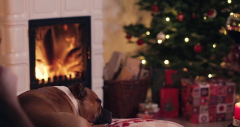 Couple toasting with red wine in front of cosy fireplace with sleeping dog and christmas decoration in background shot in 4k