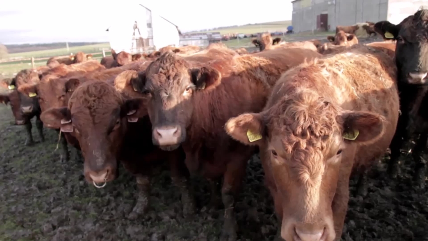 brown cows grazing on farmland no people