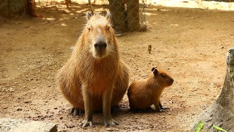 Capybara  family   resting  on clay yard  , outdoor  Chiangmai Thailand