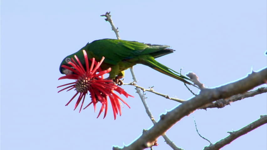 Beautiful vibrant green parrot eats from a red tropical flower in a coral tree.