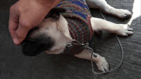 Petting a little Pug puppy in the street