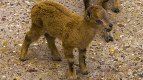  Close up of two markhor goat babies.