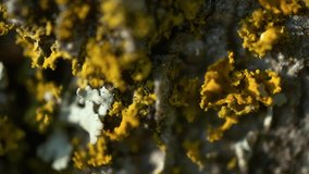 Macro shot of yellow lichen. clinging to the craggy surface of tree bark.
