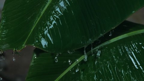 rain falling on green banana leaf in rainy season, slow motion footage