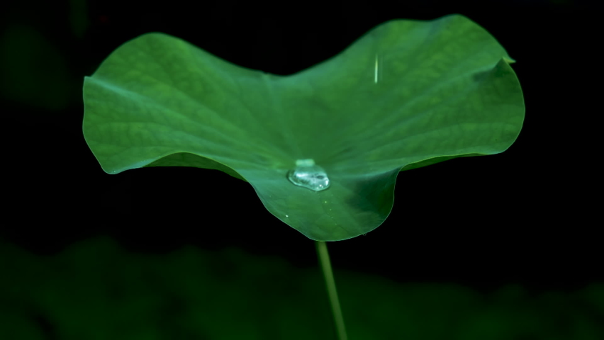 rain water drop falling into green lotus leaf on dark background, slow motion footage Royalty-Free Stock Footage #1061421778