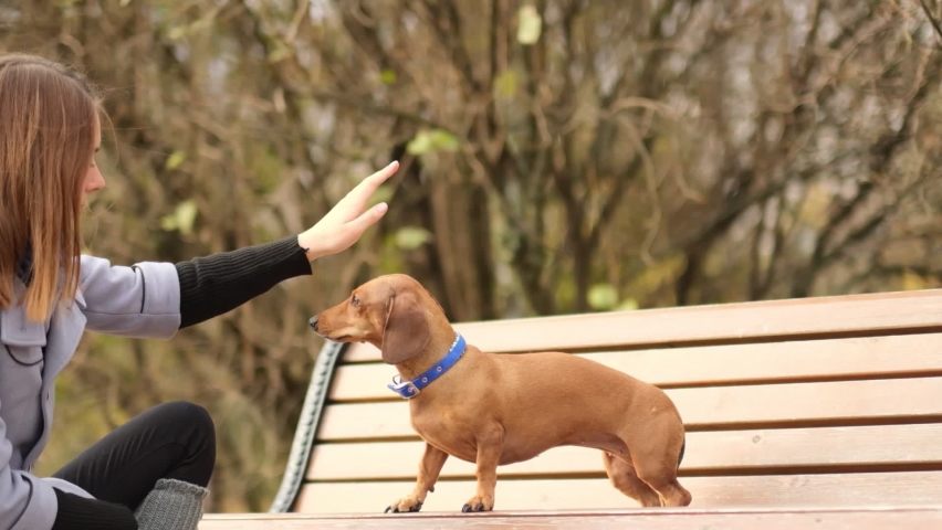 handshake between woman and pretty small dog. High Five teamwork between girl dog. dachshund gives paw his owner closeup with human hand. close up Shot video. Slow motion