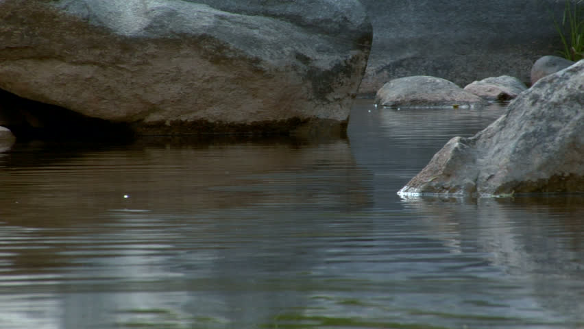 peaceful shot of a creek pool between some rocks.  A young trout leaps into the