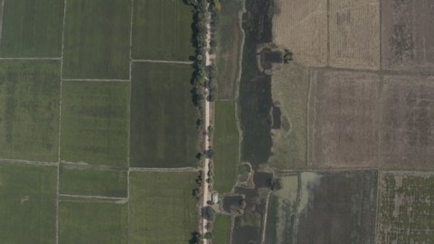Bird eyes view of irrigated and dry rice field separated by a road in south east Asia.