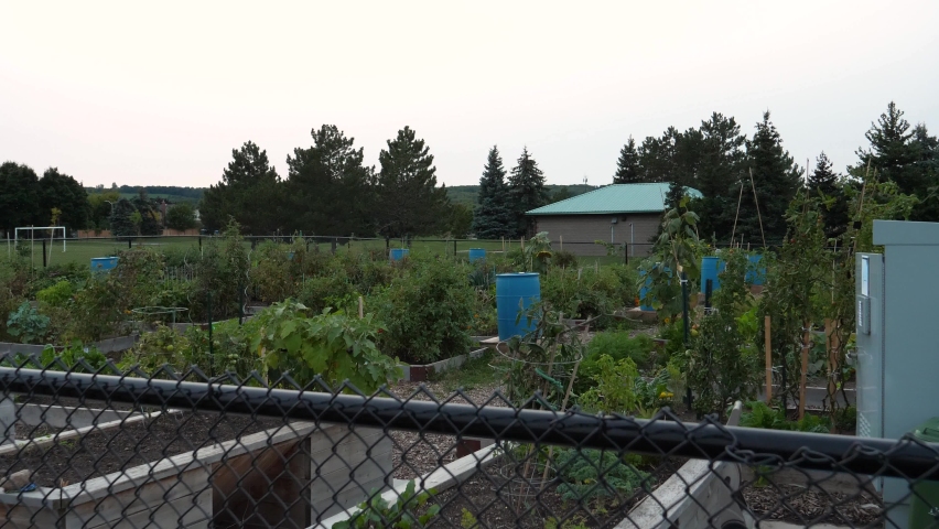 Community Garden in Suburban Park - Communal Fenced-In Vegetable Gardening in Summer Evening
