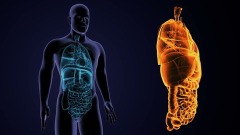 3d animation of human digestive system anatomy 