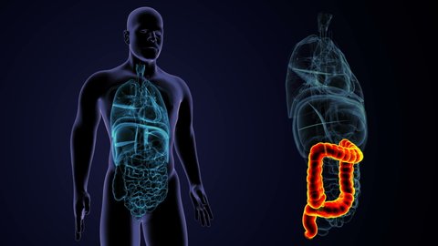 large intestine 3d animation human digestive system anatomy
