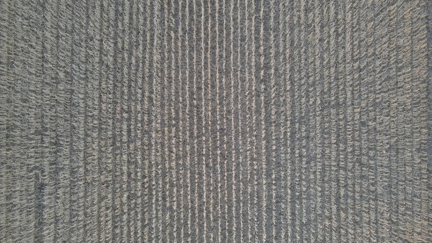 Low flight and takeoff above corn field, aerial top view a field at sunset