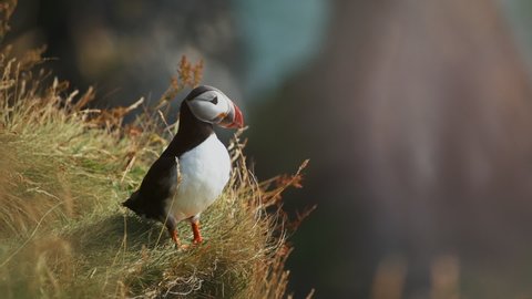 Atlantic puffin or common puffin or Fratercula arctica in breeding plumage on cliff top in spring. Areal bird of Iceland. Cute animal representing wild nature of Greenland.