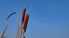 Reed plants with brown growths against the blue sky. Reed aquatic plant. Brown growths on the reeds. Reed near the water. Blue sky Wildlife. Hunting and fishing. Clear sunny day. Cloudless. Video.