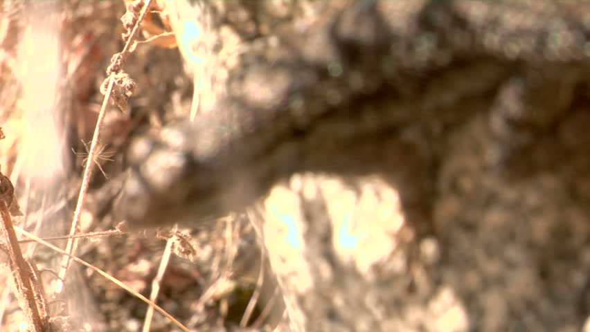rack focus shot of a wild western fence lizard, commonly referred to as a blue